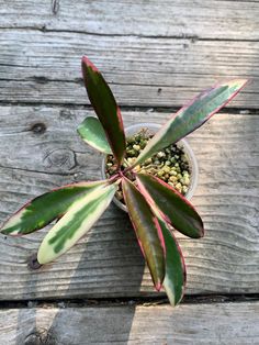 a small potted plant sitting on top of a wooden table