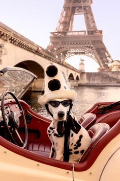 a dalmatian dog wearing a hat and sunglasses in front of the eiffel tower