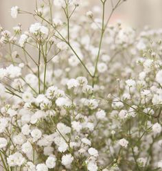 small white flowers are blooming in the field