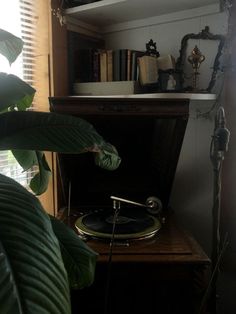 a record player sitting on top of a wooden table next to a green leafy plant