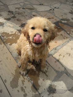 a brown dog sitting on top of a wooden floor with its tongue out and it's tongue hanging out