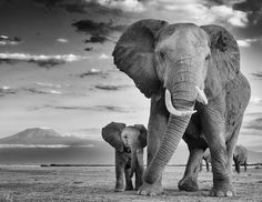 two elephants standing next to each other on a field