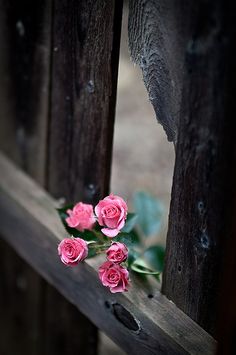 three pink roses sitting on top of a wooden fence