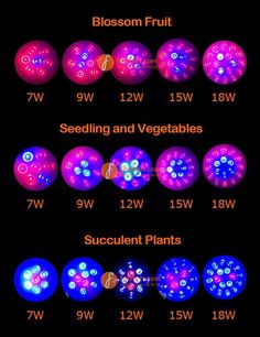 the different types of plants are shown in this diagram, and each has their own light source