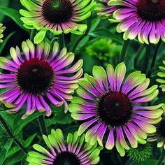 purple and yellow flowers with green leaves in the background