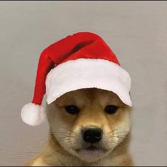 a brown dog wearing a santa hat on top of it's head