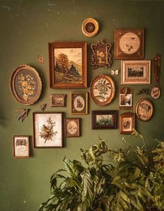 there are many framed pictures on the wall next to a potted plant in front of it