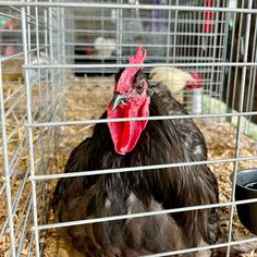 a black and red chicken in a cage