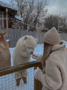 a woman feeding two polar bears in the snow