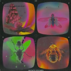 four different images of bees and other insect species in the same color scheme, each with an individual's own image