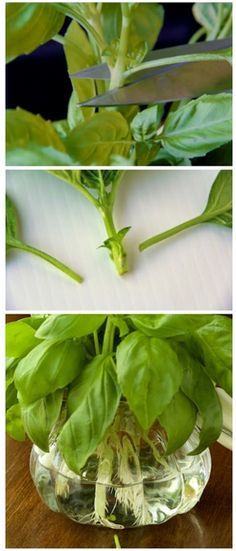 three images show the process of growing spinach leaves in a glass vase with water