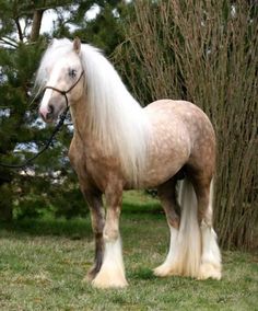 a brown and white horse standing on top of a lush green field next to trees