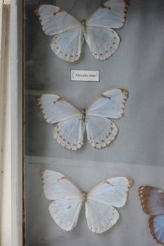 three white butterflies in a glass case