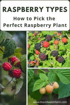 raspberry types and how to pick the perfect raspberry plant for your garden