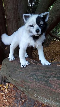 a small white and black dog standing on top of a log