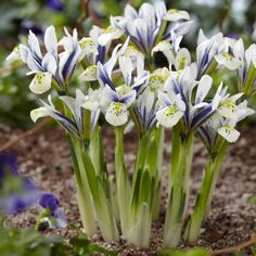 blue and white flowers are growing in the dirt