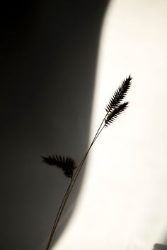 the shadow of a plant is cast on a white wall with long thin grass in it's foreground