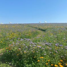 a field full of flowers and trees with umbrellas in the distance on a sunny day