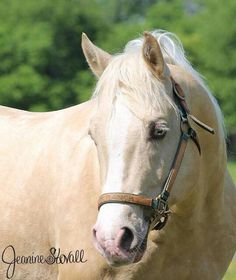 a close up of a horse with trees in the background