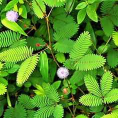 green leaves and pink flowers are in the foreground