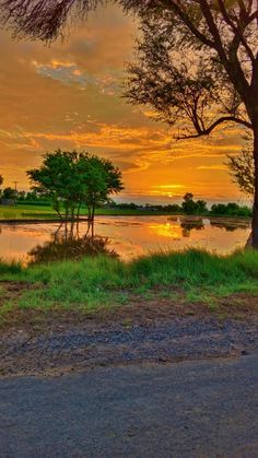 the sun is setting behind some trees near a body of water with grass in front of it