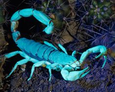 a blue scorpion sitting on top of a dirt ground next to cactus plants with the words watch out or pull sting you