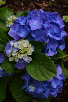 blue and white flowers with green leaves on the ground