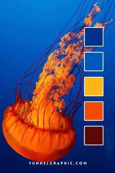 an orange jellyfish floating in the water with color swatches on it's sides