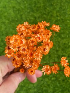 a hand is holding small orange flowers in front of the camera on a green lawn