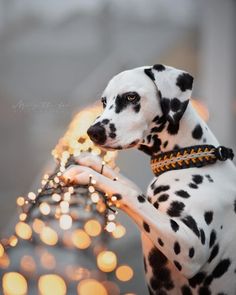 a dalmatian dog with its paw on a railing that has lights all over it