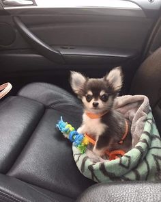 a small dog sitting in the back seat of a car with a blanket on it