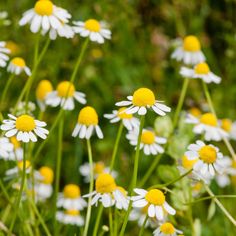 many white and yellow flowers in the grass