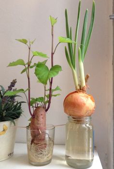 three different types of plants in glass vases