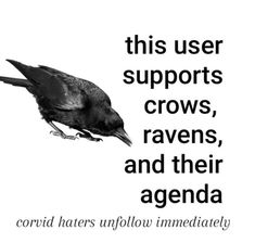 a black and white photo with the words, this user supports crows, ravenns, and their agenda