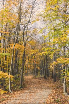 a dirt road surrounded by trees and leaves