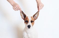 a small dog sitting on top of a white floor next to a person's hand