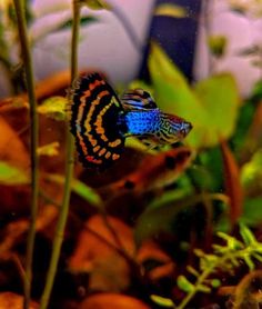 a fish that is sitting in the water next to some plants and rocks on the ground