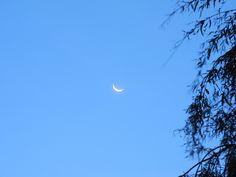 the moon is seen through the branches of a tree on a clear blue sky day