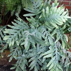 a plant with green leaves in front of a red brick wall and some plants on the ground