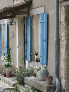 a cat sitting on the window sill in front of a building with blue shutters