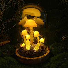 a group of mushrooms under a glass dome on top of moss covered ground in the dark