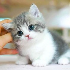 a small kitten being petted by someone's hand