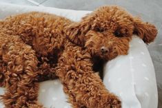 a small brown dog laying on top of a white polka dot covered bed cushion with his head resting on the pillow