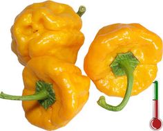 Pimentas Art | 20 Sementes de Pimenta Jamaican Yellow *Frete Grátis* Grow Peppers, Habanero Chili, Chilli Seeds, Types Of Peppers, Plant Vegetables, Scotch Bonnet Pepper, Capsicum Annuum, Chilli Peppers, Pepper Spice