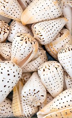 many white and brown shells with holes in them