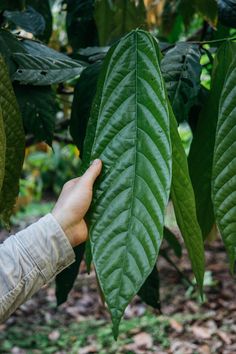 a person holding up a green leaf in front of some leaves on a tree branch