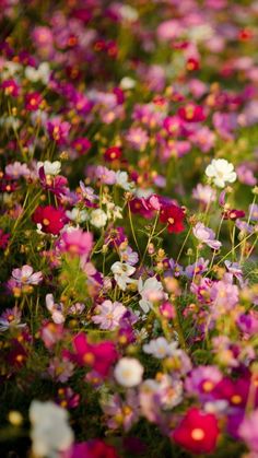 many different colored flowers in the grass