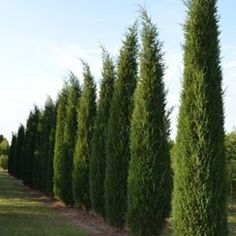 a row of tall green trees sitting next to each other