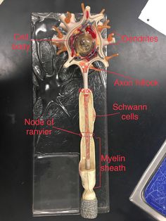 an image of the inside of a human body with parts labeled in red and white