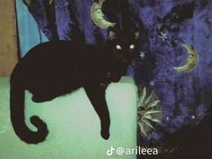 a black cat sitting on top of a white chair next to a blue curtain with stars and moon designs